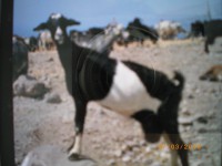 /album/kuvagalleria/imgp0298-jpg/