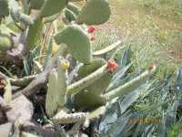 /album/kuvagalleria/imgp0325-jpg/